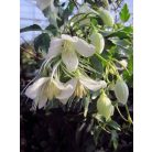 Klemátisz cirrhosa Jingle Bells