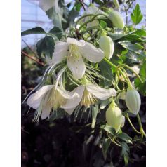 Klemátisz cirrhosa Jingle Bells