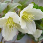 Klemátisz cirrhosa Jingle Bells