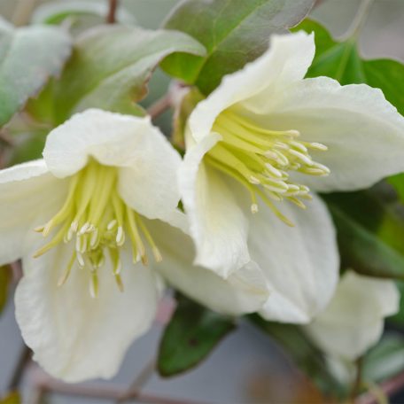 Klemátisz cirrhosa Jingle Bells