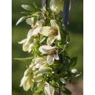 Klemátisz cirr. Christmas Surprise ® 3L