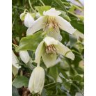 Klemátisz cirr. Christmas Surprise ® 3L