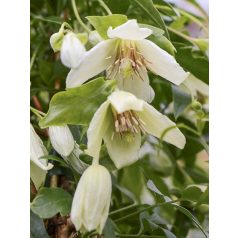 Klemátisz cirr. Christmas Surprise ® 3L