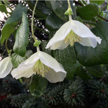 Klemátisz cirr. Wisley Cream 