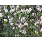 Klemátisz cirr. Wisley Cream 