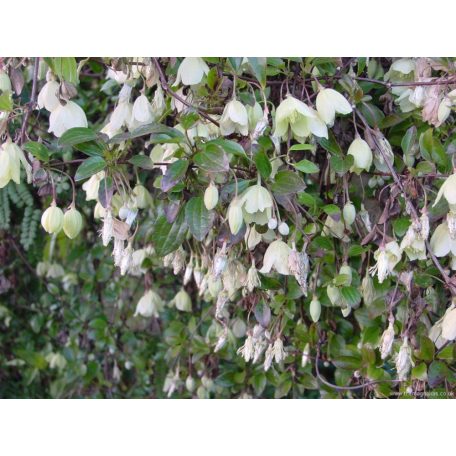 Klemátisz cirr. Wisley Cream 