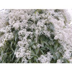 Klemátisz armandii Snowdrift