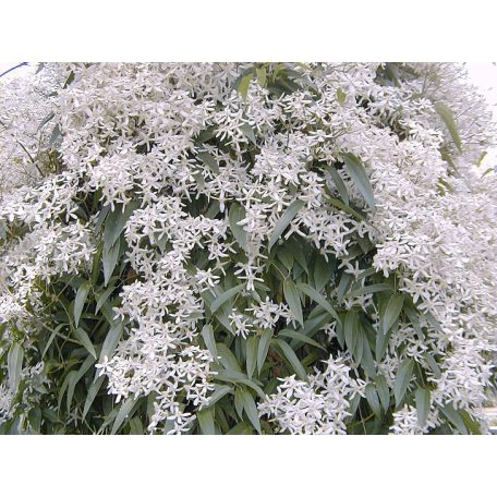 Klemátisz armandii Snowdrift