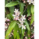 Klemátisz armandii Apple Blossom 3L