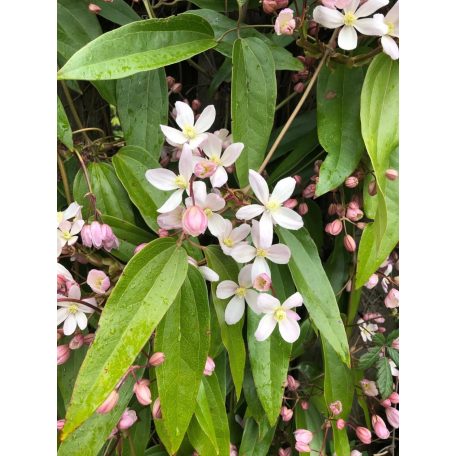 Klemátisz armandii Apple Blossom 3L