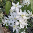 Klemátisz armandii bot. Art