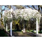 Klemátisz armandii bot. Art