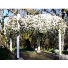 Klemátisz armandii bot. Art