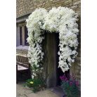 Klemátisz Early Sensation 3L