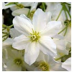 Klemátisz Early Sensation 3L