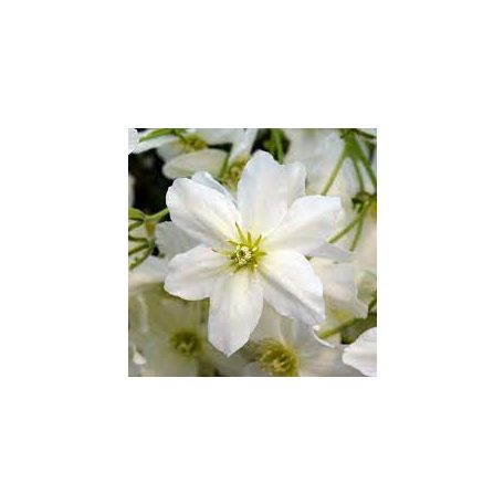 Klemátisz Early Sensation 3L