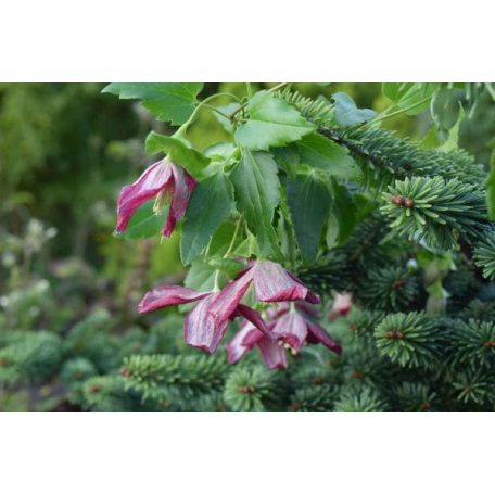 Klemátisz cirr. Landsdowne Gem