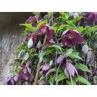 Klemátisz cirr. Landsdowne Gem