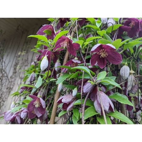 Klemátisz cirr. Landsdowne Gem