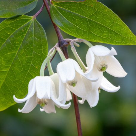 Klemátisz 'WINTER BEAUTY' - Urophylla