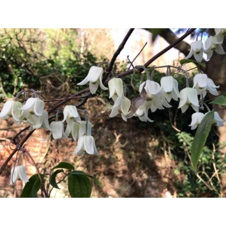 Klemátisz 'WINTER BEAUTY' - Urophylla