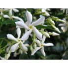 Örökzöld Csillagjázmin (Trachelospermum jasminoides)