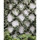 Örökzöld Csillagjázmin (Trachelospermum jasminoides)