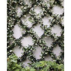 Örökzöld Csillagjázmin (Trachelospermum jasminoides)