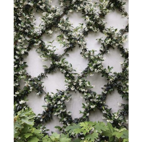 Örökzöld Csillagjázmin (Trachelospermum jasminoides)