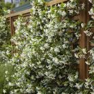 Örökzöld Csillagjázmin (Trachelospermum jasminoides)