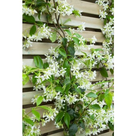 Örökzöld Csillagjázmin (Trachelospermum jasminoides)