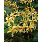 Jázmin Star of Toscane