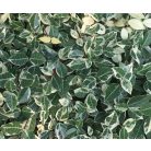 Trachelospermum jasminoides ‘Variegatum’