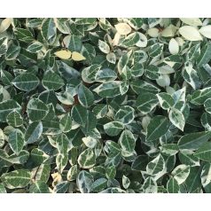 Trachelospermum jasminoides ‘Variegatum’