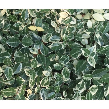 Trachelospermum jasminoides ‘Variegatum’