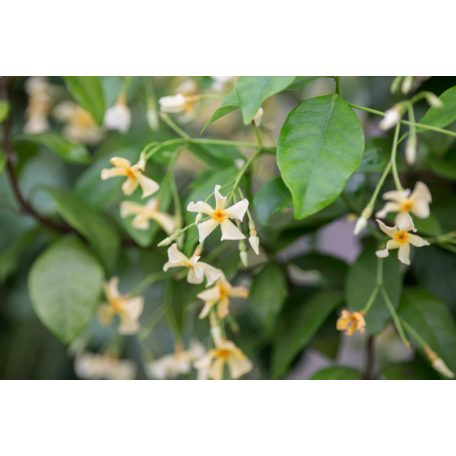 Trachelospermum Asiaticum 