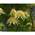 Klemátisz Golden Dream  PBR