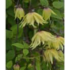 Klemátisz Golden Dream  PBR