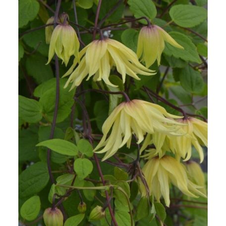 Klemátisz Golden Dream  PBR