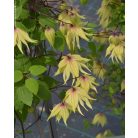 Klemátisz Golden Dream  PBR