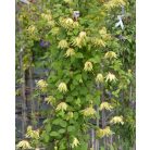 Klemátisz Golden Dream  PBR