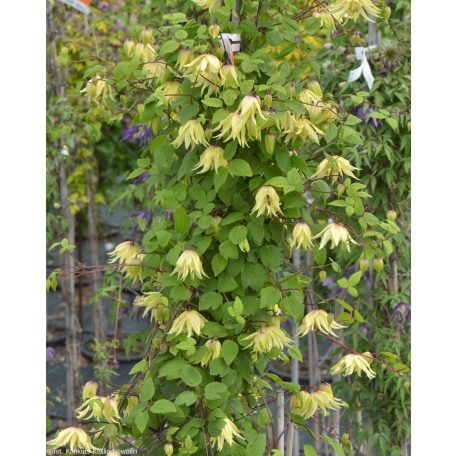 Klemátisz Golden Dream  PBR