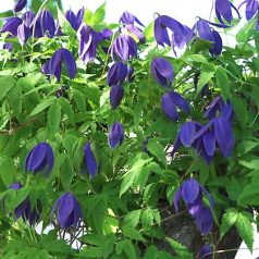 Klemátisz Pamela Jackman