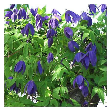 Klemátisz Pamela Jackman