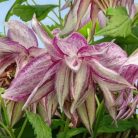 Klemátisz Pink Surprise 