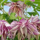 Klemátisz Pink Surprise 