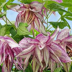 Klemátisz Pink Surprise 