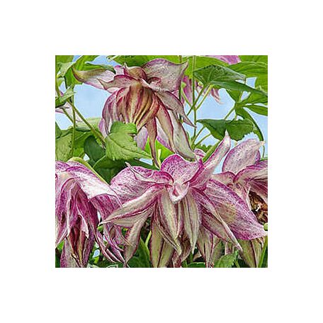 Klemátisz Pink Surprise 