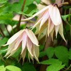 Klemátisz Pink Swing