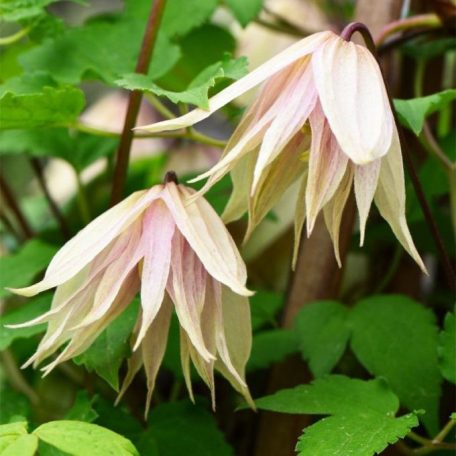 Klemátisz Pink Swing